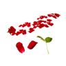 Delizioso tappeto di petali di rosa
