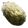 Raccolta di Seme di pianta specie Z