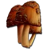 Common Mushroom