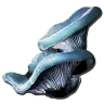 Recolección de Hongos acuáticos