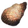 Fertilized Gigadesmodus Egg Sac