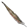 Pluma de Dragón de Roca