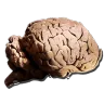 Allosaurus Brain