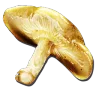 Auric Mushroom harvesting