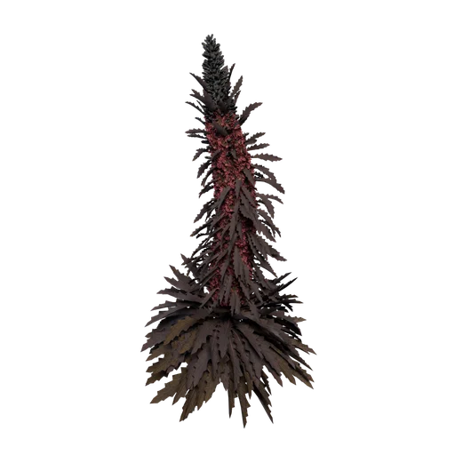 Echium C