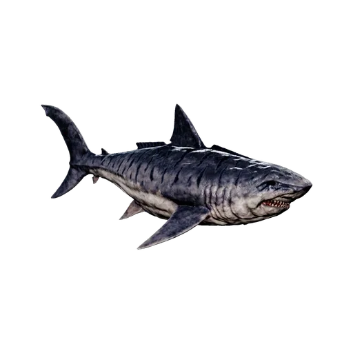 Megalodon