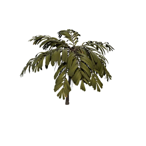 Palm01 SM