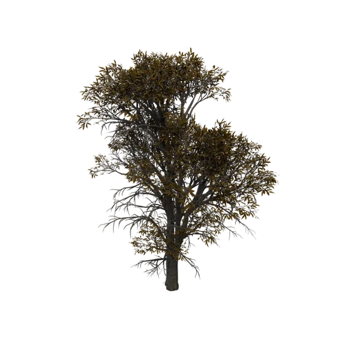 SulferOak C
