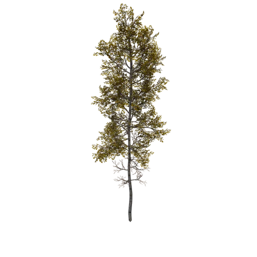 Aspen B