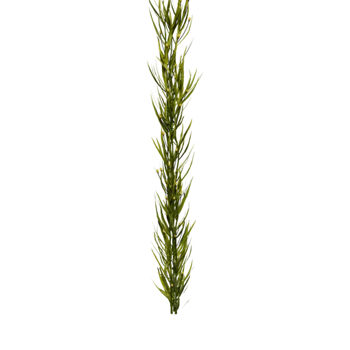 BiolumVine