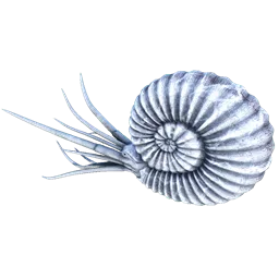 Amonita