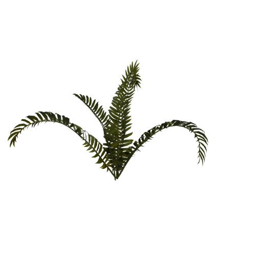 BostonFern C