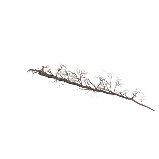SPRUCE M 02 DEAD