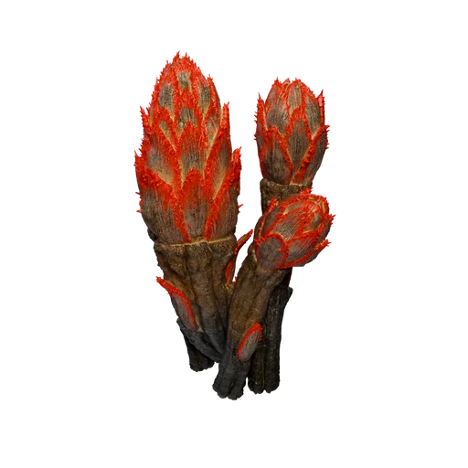 SM Coral N