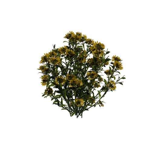 Snakeweed Hero Flower