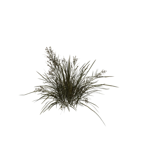 PanicGrass B