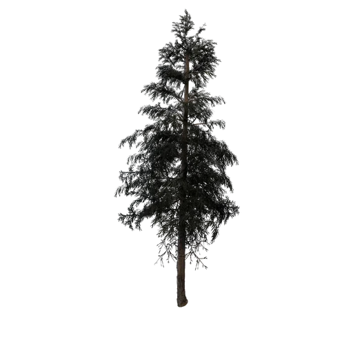 HeavySnow Fir