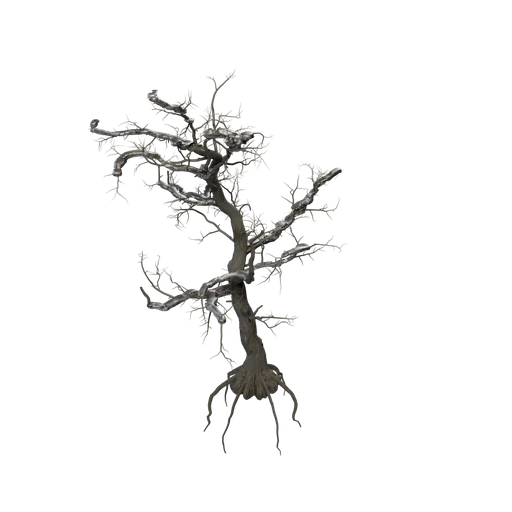 LimberPine A Snow