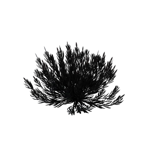 SM Coral A dark