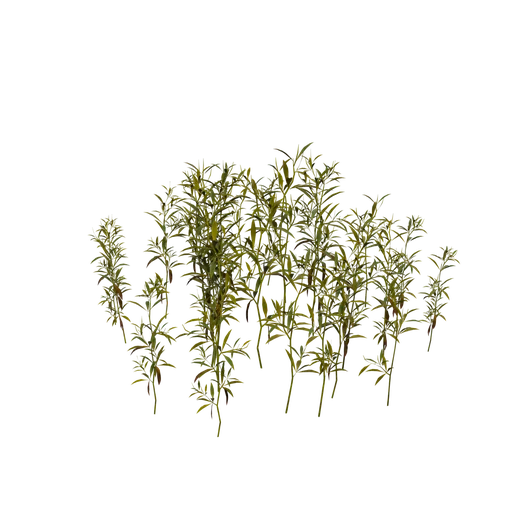 ArkansasBedstraw C