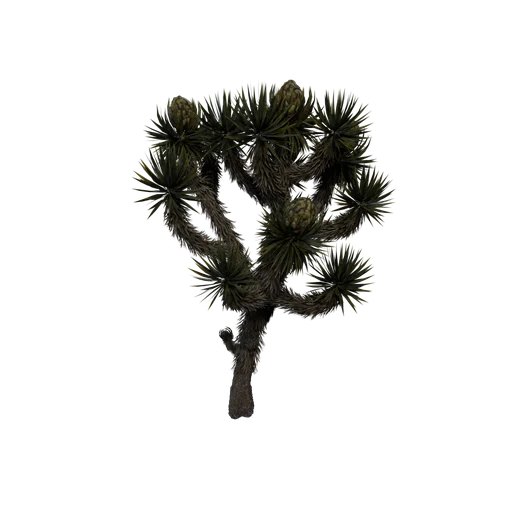 JoshuaTree SM 02