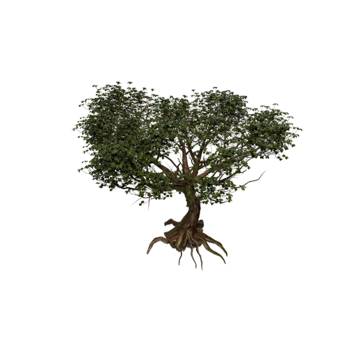 Ceiba SM