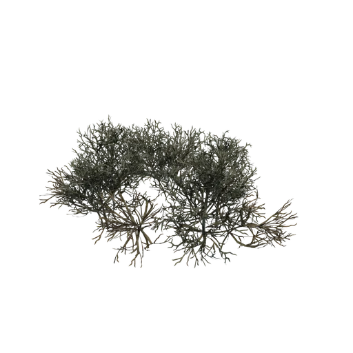 ReindeerMoss C