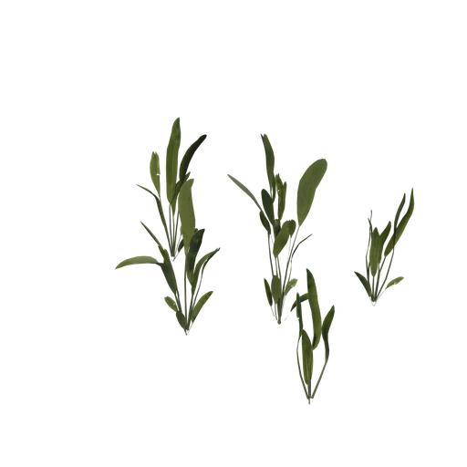 AmazonSword cluster