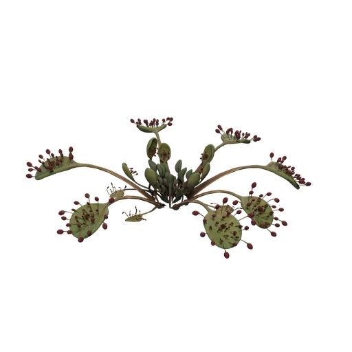 Sundew B