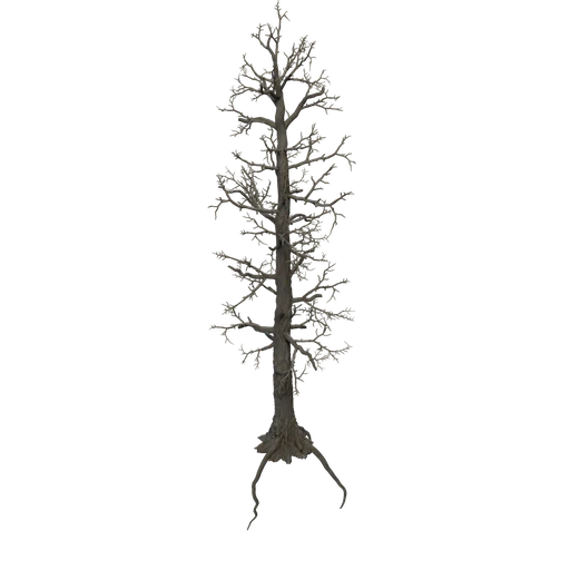 LimberPine D
