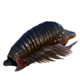 Sangsue