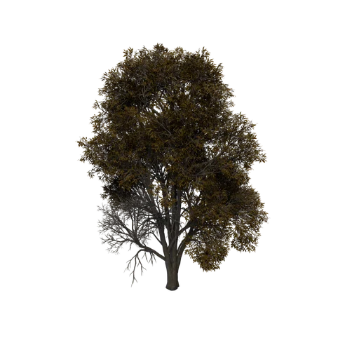 SulferOak B