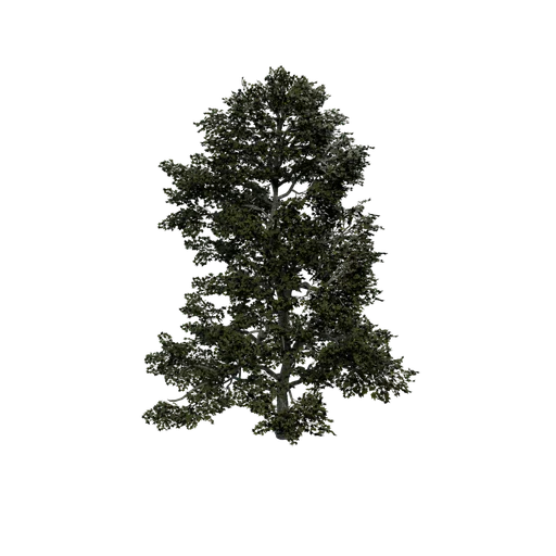 PlitviceMaple 01