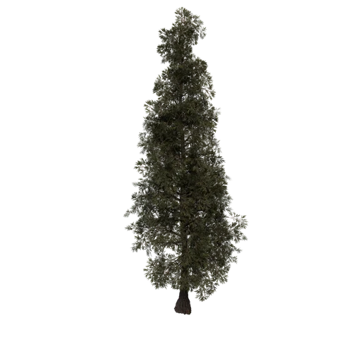 SM RedwoodSapling RAG ST