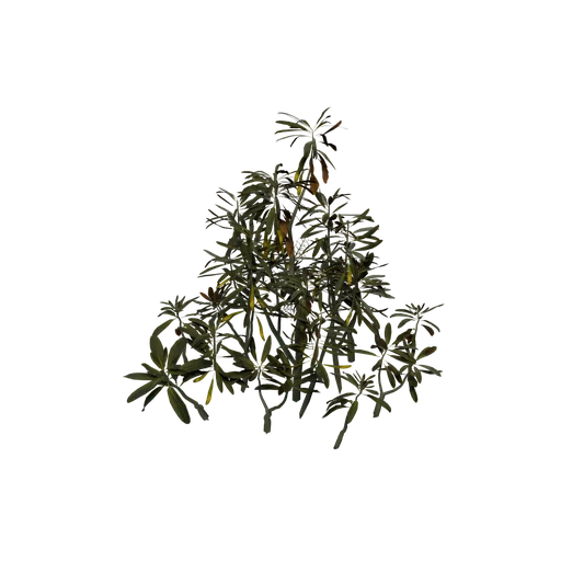 LabradorTea C