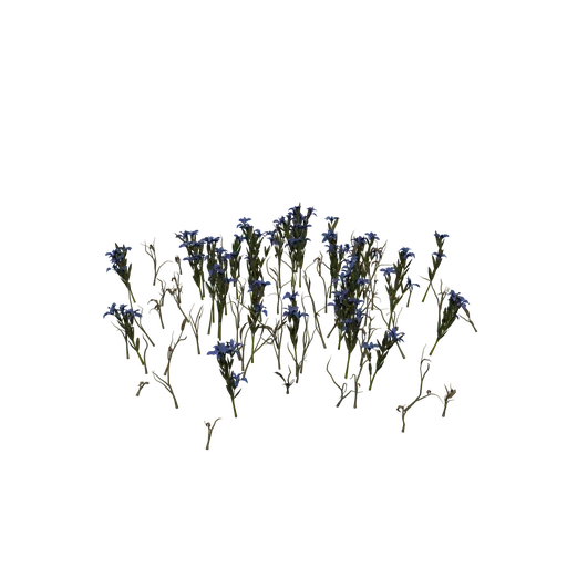 SM SnowGentian A