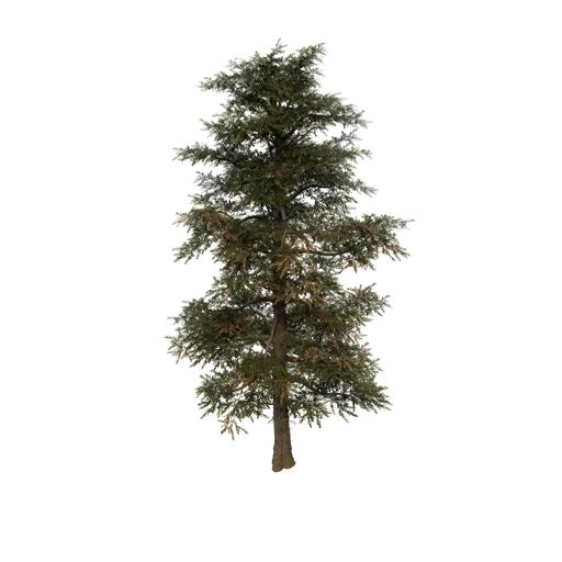 CanopyMed Tree