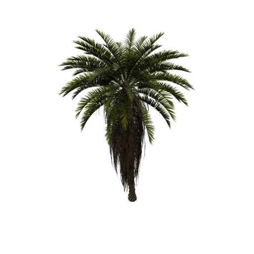 DatePalm B