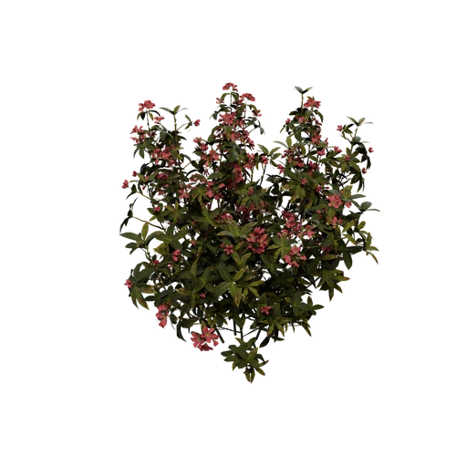 Azalea01