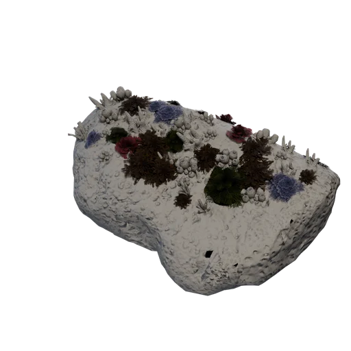 CoralReef 09 A