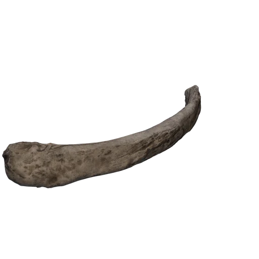 SM Bones rib 2 Surface