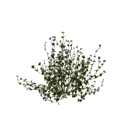 DwarfBirch D