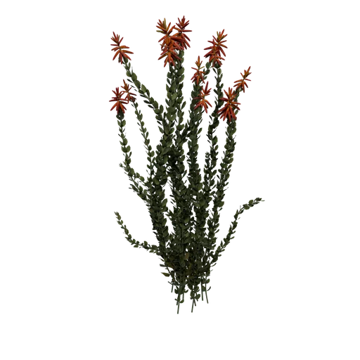 Ocotillo