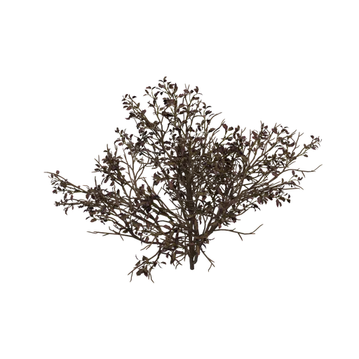 BlackeHolly A