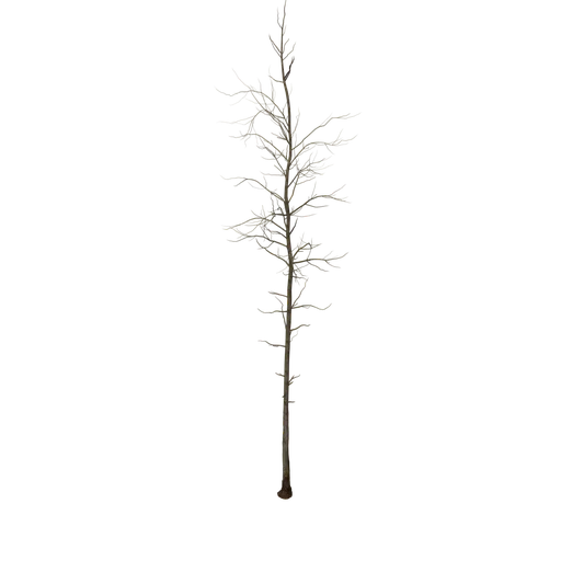 ScotsPine Desktop Bare LOWPOLY
