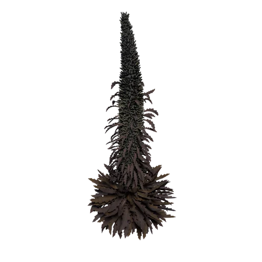 Echium B