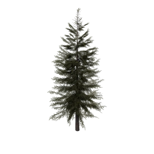 SM CedarTree 1