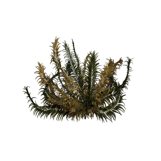 GiantLeatherFern B