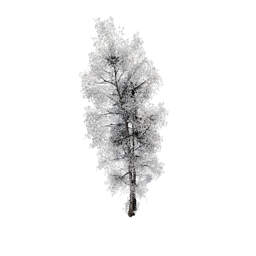 SM birch a fall