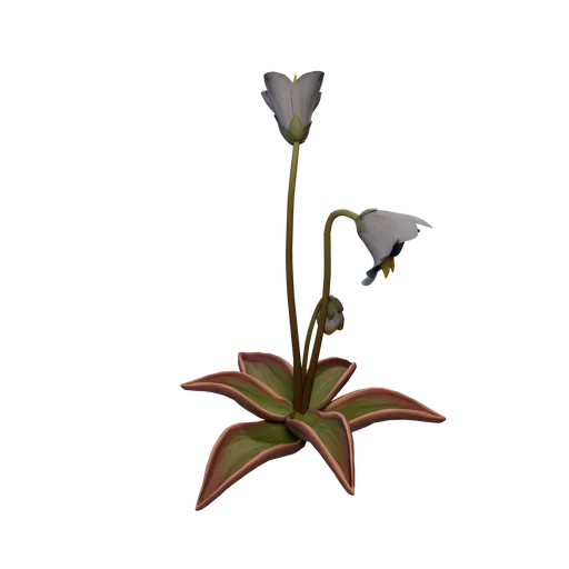 AlpineButterwort A